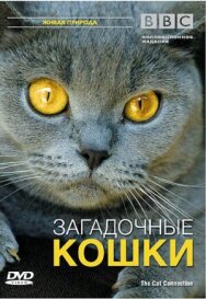 Постер к фильму BBC: Загадочные кошки смотреть онлайн на HD Rezka
