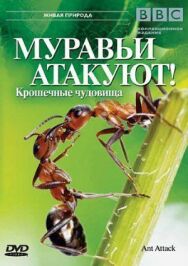 Постер к фильму BBC: Муравьи атакуют смотреть онлайн на HD Rezka