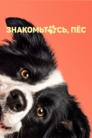 Постер к фильму Знакомьтесь, пёс смотреть онлайн на HD Rezka